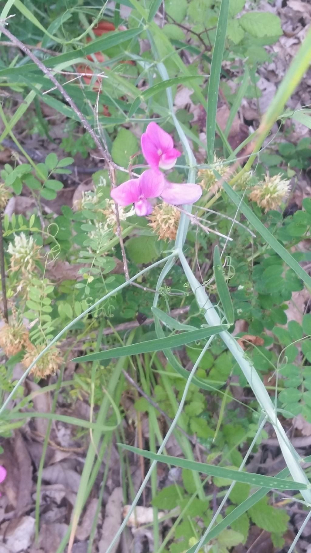 Lathyrus sylvestris (Fabaceae)